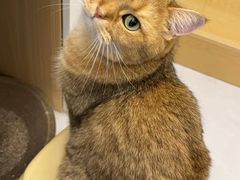 -御宝贝·A梦猫科宠物医院(国际猫友好医院)