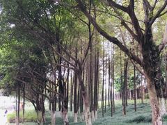 -重庆彩云湖湿地公园