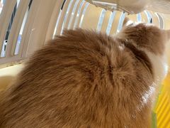 -瑞派宠物医院·犬猫全科·猫友好(宾水西道店)