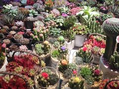 -花鸟鱼虫鲜花绿植市场(玉泉路店)