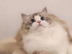 -猫十亿·布偶金渐层·曼基康矮脚猫舍(青年路店)