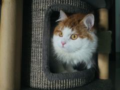 -御宝贝·A梦猫科宠物医院(国际猫友好医院)