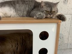 -喵园·猫主题咖啡厅·撸猫·猫咖(国贸店)