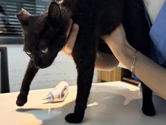-御宝贝·A梦猫科宠物医院(国际猫友好医院)