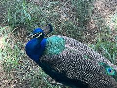 -北京麋鹿生态实验中心