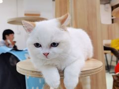 -Heymao猫咖.咖啡厅(东门店)