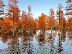 -池杉湖湿地公园