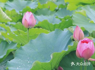 夏至已过，荷花也竞相开放
