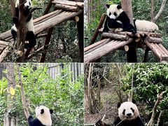 -成都大熊猫繁育研究基地