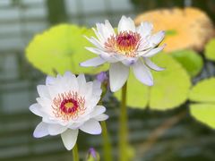 -国家植物园