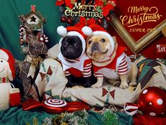 -超宠爱宠物摄影-Super pet