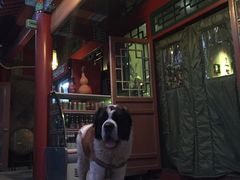 -百好乐宠物友好餐厅(朝外大街店)