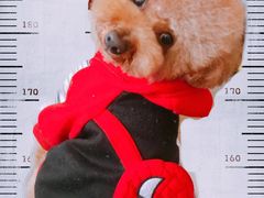 -爱宠屋pet shop·宠物洗澡·宠物美容