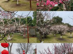 -莘庄梅园