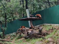 -大连森林动物园