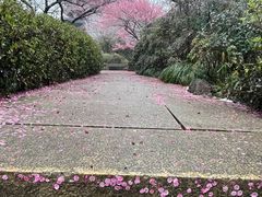 -杭州半山国家森林公园