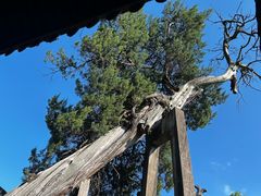 -太平天国侍王府