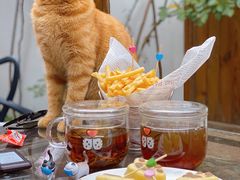 -喵屿·大理花园猫咖