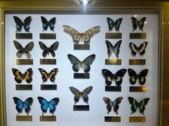 -上海昆虫博物馆