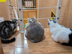 -MOCHA明星猫咖(田子坊店)