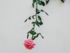-AHAVA·Fang Baking Studio