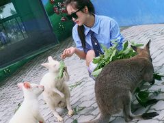 -西霞口神雕山野生动物世界