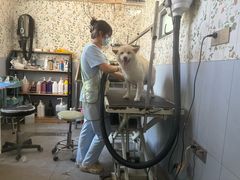 -唐小姐の私宠·宠物洗护美容·撸猫馆·购宠(周浦万达旗舰店)