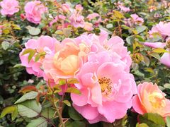 -人民公园(罗湖区)