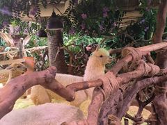 -正佳雨林生态植物园