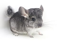 -龙猫仔乐园(惠福东路店)