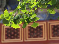 -北京艺术博物馆(万寿寺)