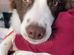 -瑞派福兴宠物医院犬猫全科·骨科·中西医结合(河东店)