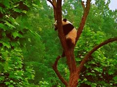 -都江堰中华大熊猫苑