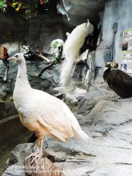 -Zoolung Zoolung动物主题公园(海信广场店)