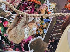 -正佳雨林生态植物园