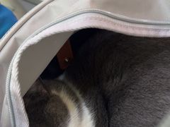 -萌兽医馆·宠物医院·猫骨科(创景店)