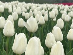 -径山花海