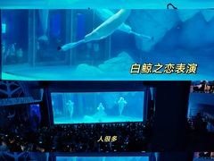 -上海海昌海洋公园