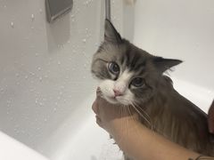-FAELING PETS美天灵宠物(合生汇店)