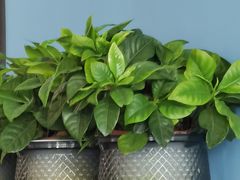 -上海华帆旗开比亚迪4S店(浦东北路店)