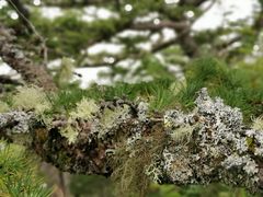 -富士山吉田線五合目