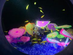 -欢乐海岸海洋奇梦馆