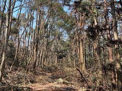 -青龙山国家森林公园