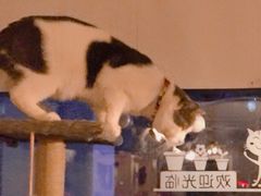 -名猫咖啡馆·撸猫·拼豆