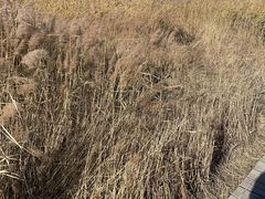 -野鸭湖国家湿地公园