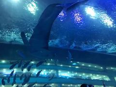 -成都浩海立方海洋公园