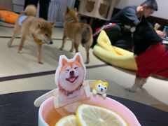 -逗柴咖啡屋·狗咖猫咖宠物桌游