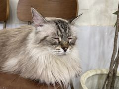 -共舞时光猫咖·狗咖(新街口店)