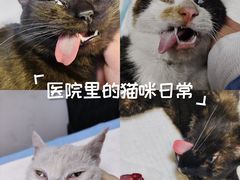 -科道动物医院·急重症中心(万达院)