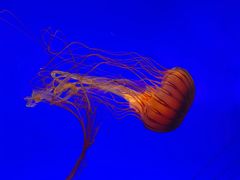 -上海海洋水族馆